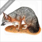 Gray Fox stock image