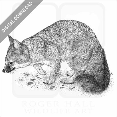 Gray Fox
