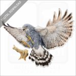 Gray Hawk stock image
