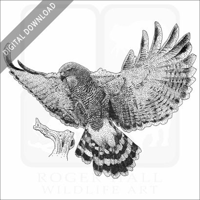 Gray Hawk