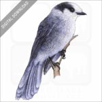 Gray Jay stock image