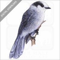 Gray Jay stock image
