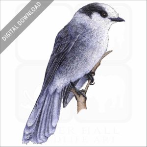 Gray Jay stock image