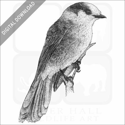Gray Jay