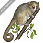 Gray Mouse Lemur stock image