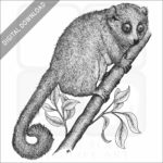 Gray Mouse Lemur