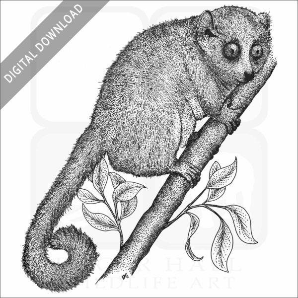 Gray Mouse Lemur
