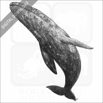 Gray Whale