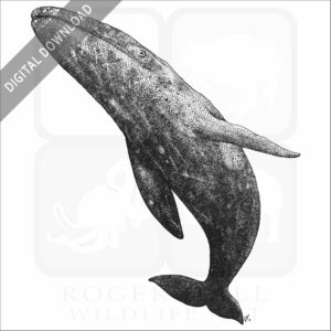 Gray Whale