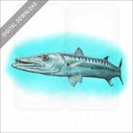 Great Barracuda stock image