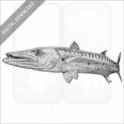 Great Barracuda