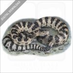 Great Basin Rattlesnake stock image