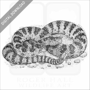 Great Basin Rattlesnake