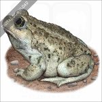 Great Basin Spadefoot stock image