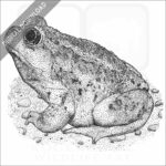 Great Basin Spadefoot