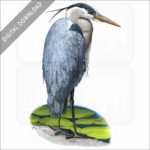 Great Blue Heron stock image