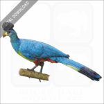 Great Blue Turaco stock image