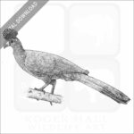 Great Blue Turaco