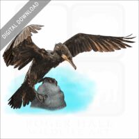 Great Cormorant stock image