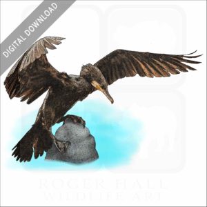 Great Cormorant stock image