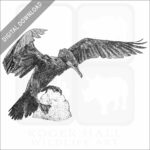 Great Cormorant