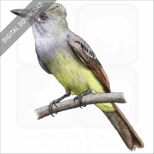 Great-Crested Flycatcher stock image