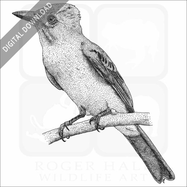 Great-Crested Flycatcher