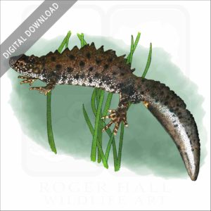 Great-Crested Newt stock image