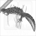 Great-Crested Newt