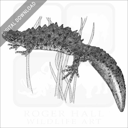 Great-Crested Newt