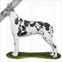 Great Dane stock image
