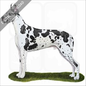 Great Dane stock image