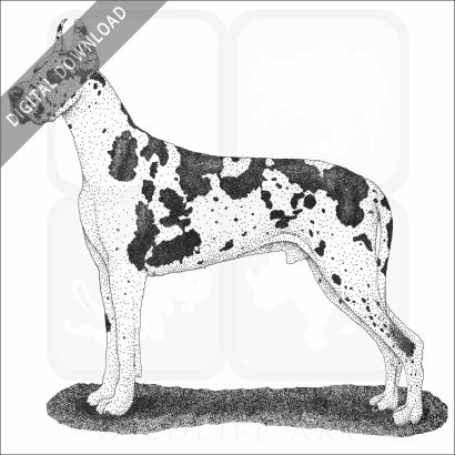 Great Dane