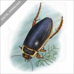 Great Diving Beetle stock image