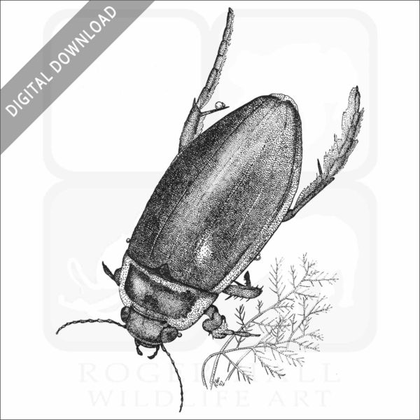 Great Diving Beetle