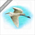 Great Egret stock image