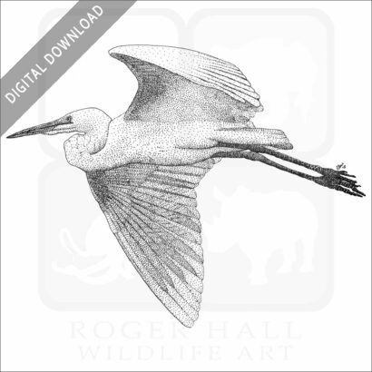 Great Egret