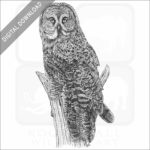 Great Grey Owl
