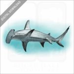 Great Hammerhead Shark stock image