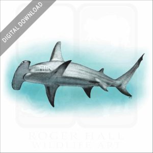 Great Hammerhead Shark stock image