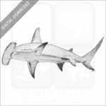 Great Hammerhead Shark