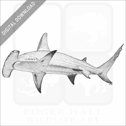 Great Hammerhead Shark