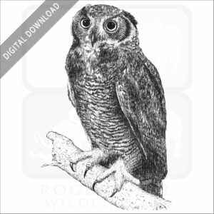 Great Horned Owl