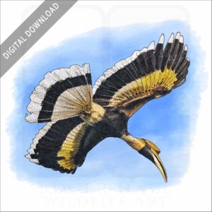 Great Indian Hornbill stock image