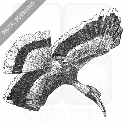 Great Indian Hornbill