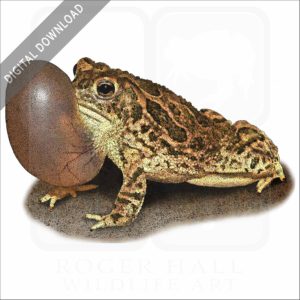 Great Plains Toad stock image