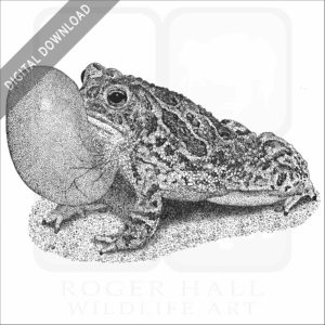 Great Plains Toad