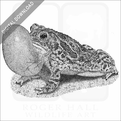 Great Plains Toad