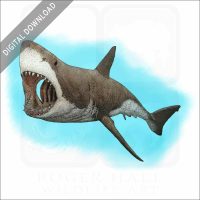 Great White Shark stock image