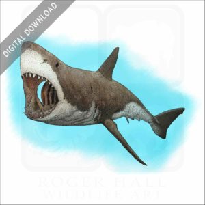 Great White Shark stock image